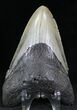 Bargain Megalodon Tooth - North Carolina #22960-2